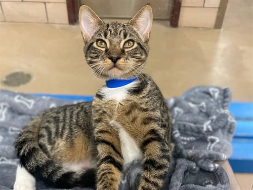 PUMPERNICKEL - Domestic Short Hair for adoption in Fort Wayne