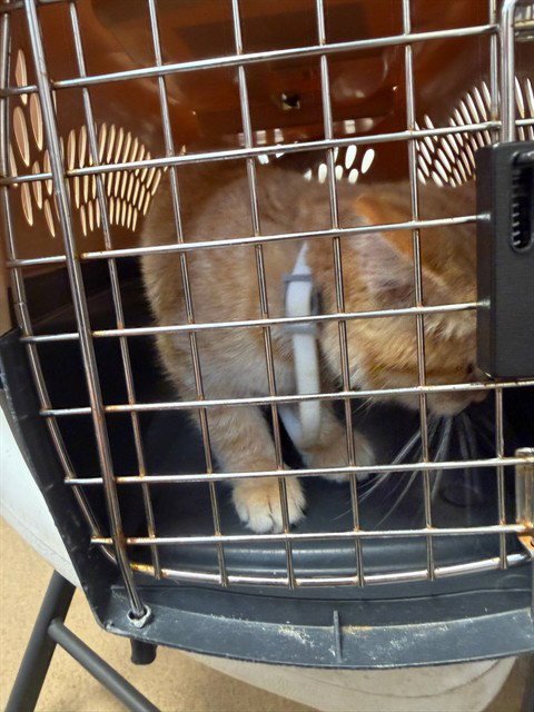 LEAH - Domestic Short Hair available for adoption
