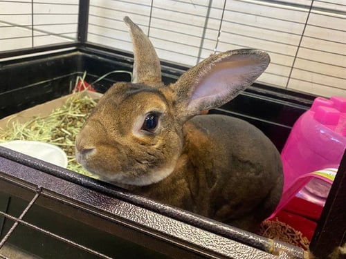 COCOA BUNNY - Rex available for adoption