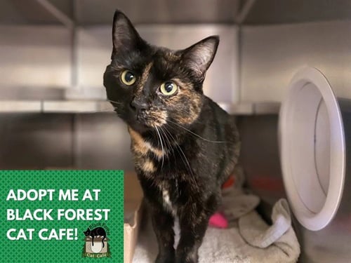 SISSY - Domestic Short Hair for adoption in Fort Wayne