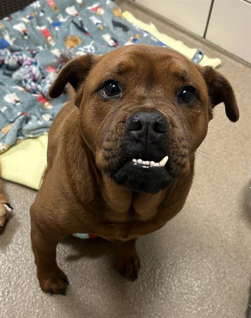 ROSALIE - Chow Chow available for adoption