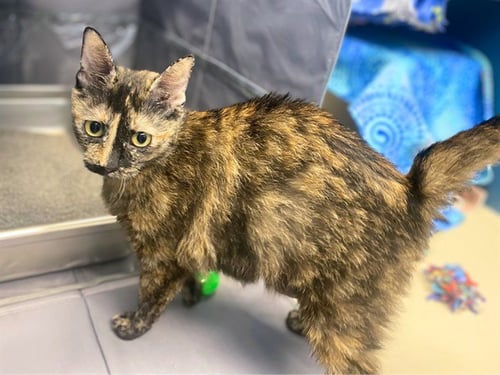 MAMA CASS - Domestic Short Hair available for adoption