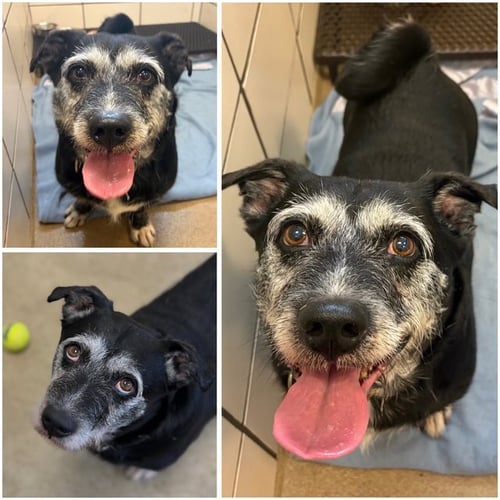 BEAR - Shih Tzu / Pit Bull Terrier available for adoption