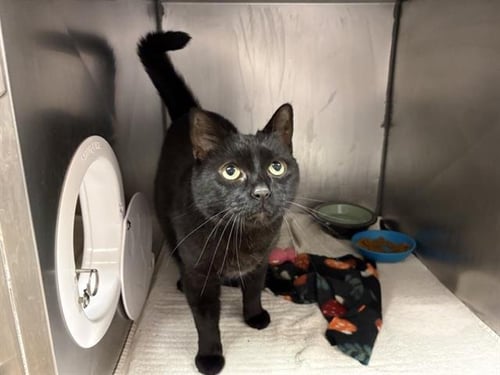 BABY - Domestic Short Hair available for adoption