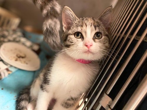 OAK - Domestic Short Hair available for adoption
