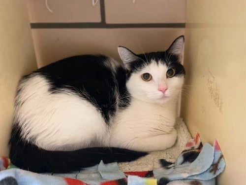 STELLA - Domestic Short Hair for adoption in Fort Wayne