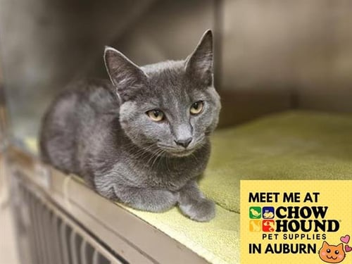 NINO - Domestic Short Hair available for adoption