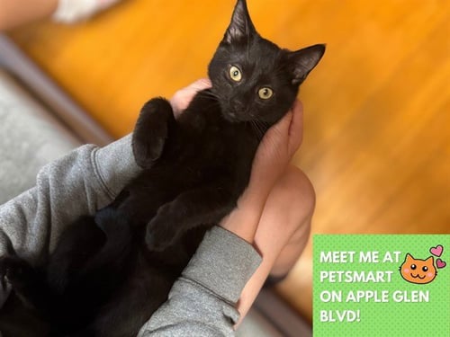 LICORICE - Domestic Short Hair available for adoption