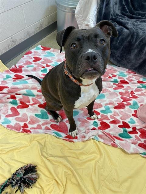 SOPHIE - Pit Bull Terrier for adoption in Fort Wayne