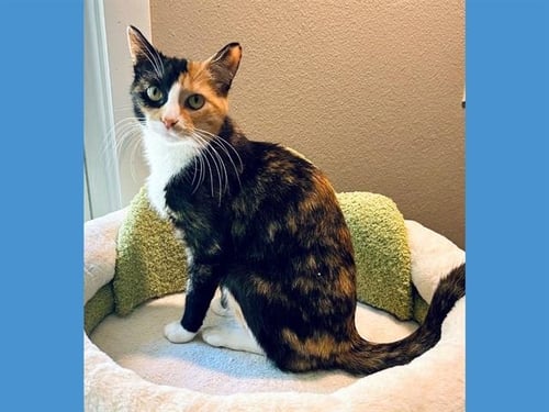 MAISIE - Domestic Short Hair available for adoption