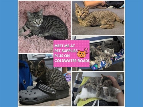 HAPPY - Domestic Short Hair available for adoption