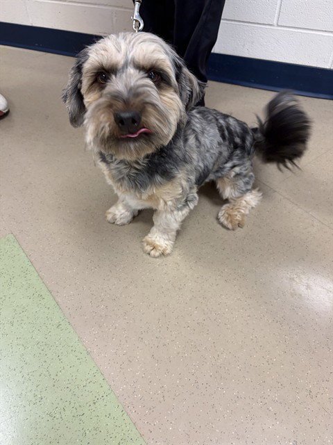 BUDDIE - Miniature Schnauzer available for adoption