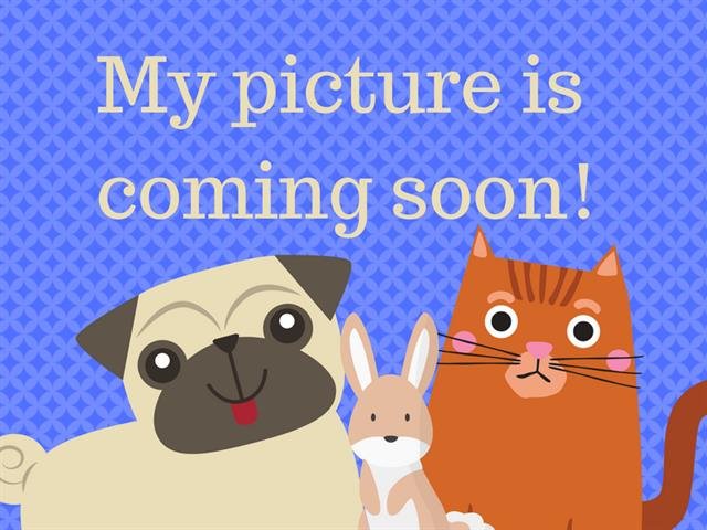 SADIE - Domestic Short Hair available for adoption