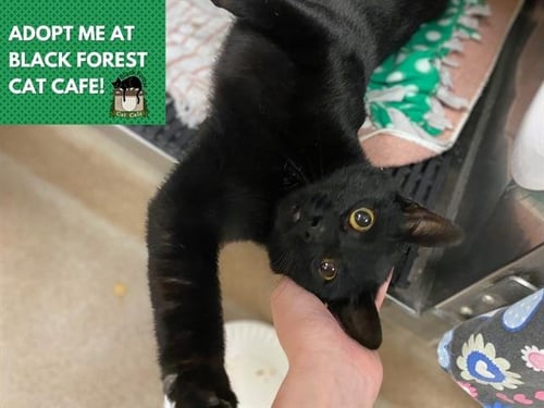 JETT - Domestic Short Hair available for adoption