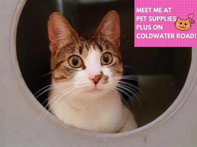 FLURRY - Domestic Short Hair available for adoption