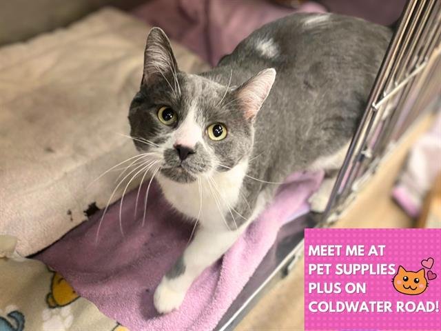 GUS - Domestic Short Hair available for adoption