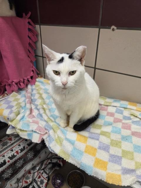 TRIXIE - Domestic Short Hair available for adoption