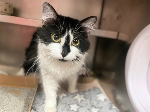 SWIRL - Domestic Long Hair available for adoption