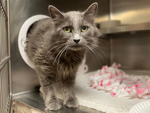 CLEO-CAT-TRA - Domestic Long Hair available for adoption