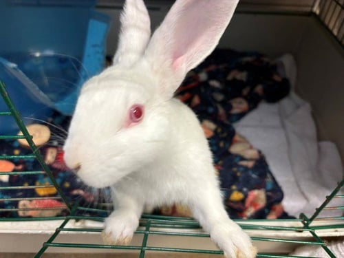 GANDALF - Shorthaired Rabbit available for adoption