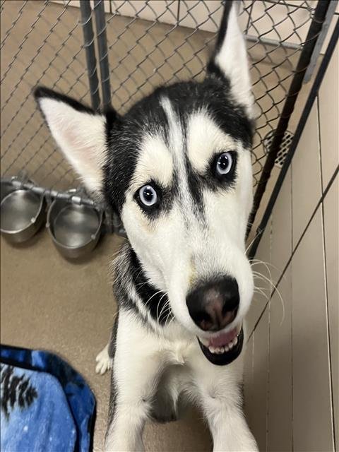 LOLA - Siberian Husky available for adoption