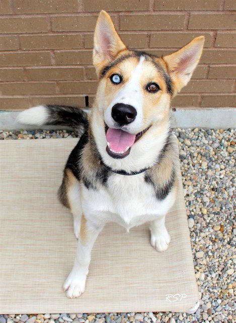 ROD THE STUNTMAN - German Shepherd Dog / Husky for adoption in Fort Wayne