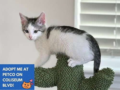 JERRY - Domestic Short Hair available for adoption