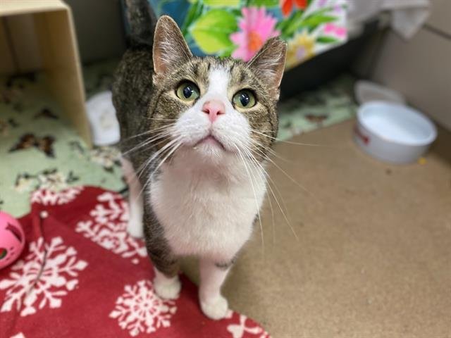 TIMMY - Domestic Short Hair available for adoption