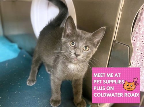 PETER PAN - Domestic Short Hair for adoption in Fort Wayne
