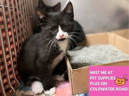 DOMINO - Domestic Short Hair available for adoption