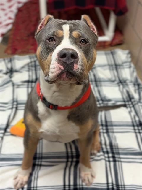 CHAPO - Pit Bull Terrier available for adoption