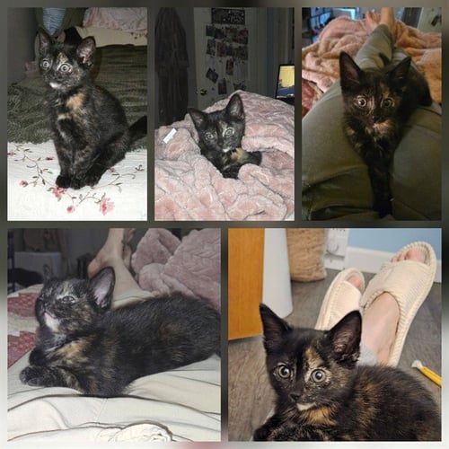 TORI - Domestic Short Hair available for adoption