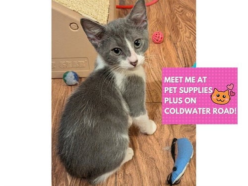 BYLER - Domestic Short Hair available for adoption