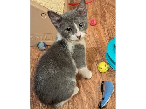 BYLER - Domestic Short Hair available for adoption