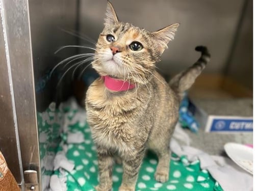 SUE - Domestic Short Hair available for adoption