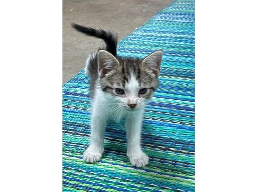 BOWEE - Domestic Short Hair available for adoption