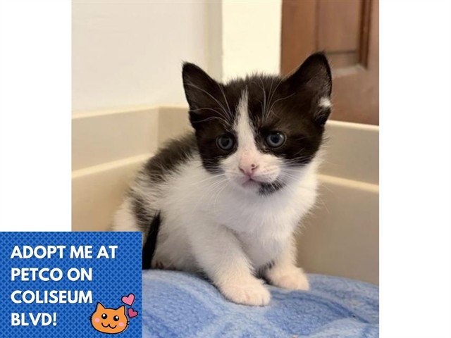 CORAL Image