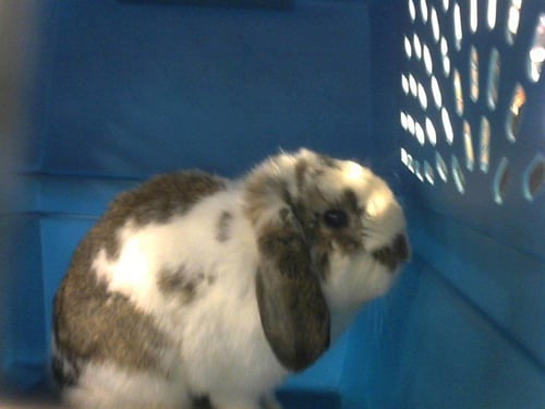 CLOVER - Holland Lop available for adoption