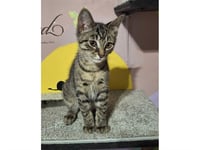 BASIL - Photo 1