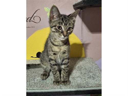 BASIL - Domestic Short Hair available for adoption