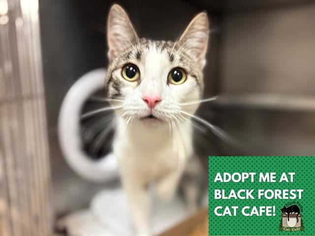 JOE - Domestic Short Hair available for adoption