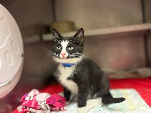 BLINKY - Domestic Short Hair available for adoption