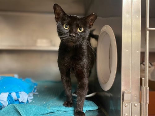 ALISHA - Domestic Short Hair available for adoption