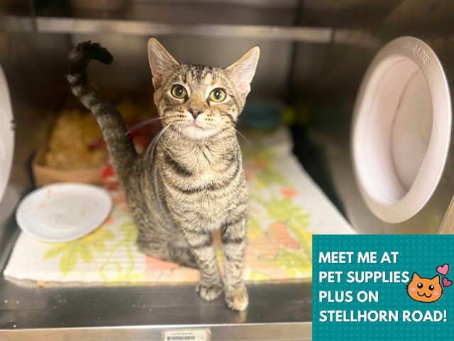 CLAUDIA Image