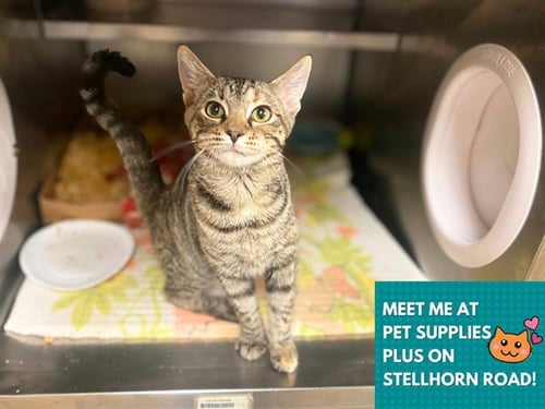 CLAUDIA - Domestic Short Hair available for adoption
