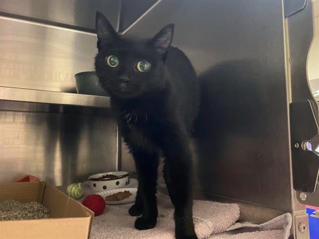 LESLIE - Domestic Short Hair available for adoption