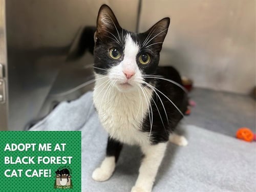 AGNES - Domestic Short Hair available for adoption