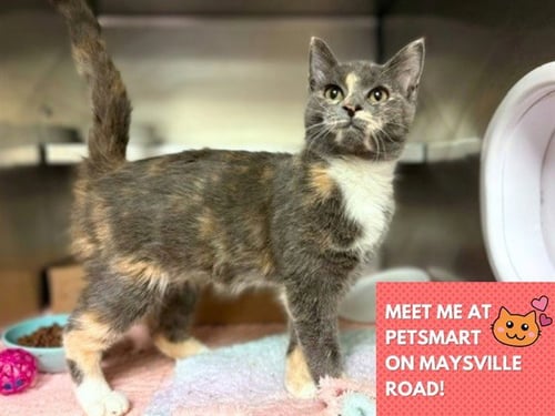 LIZZIE - Domestic Short Hair available for adoption