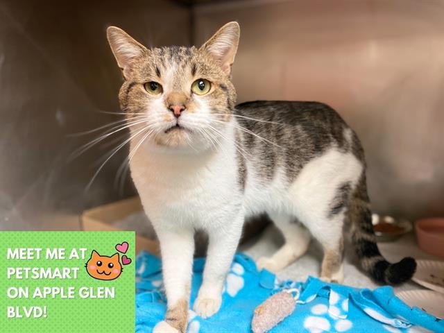 DAN - Domestic Short Hair available for adoption