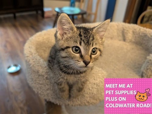 ASH - Domestic Short Hair available for adoption